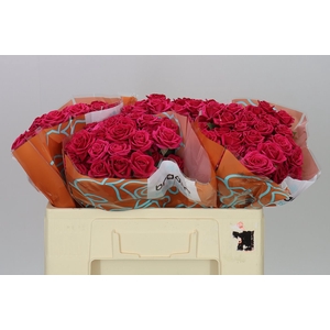 Rosa Tr Quincy