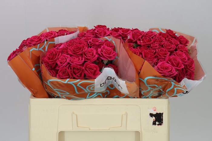 <h4>Rosa Tr Quincy</h4>
