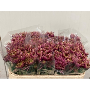 CHR T TULA SHARLETTA