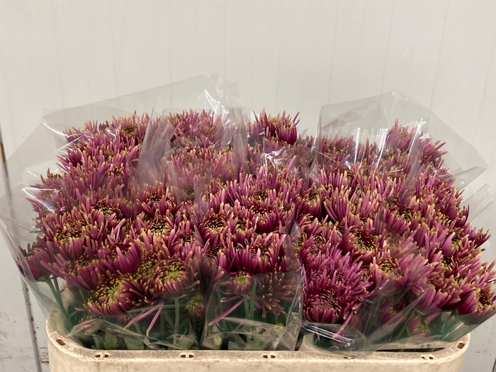 <h4>CHR T TULA SHARLETTA</h4>