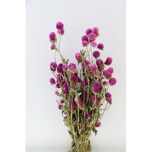 Dried Gomphrena Hot Pink Bunch