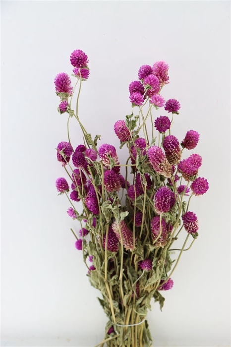 Dried Gomphrena Hot Pink Bunch