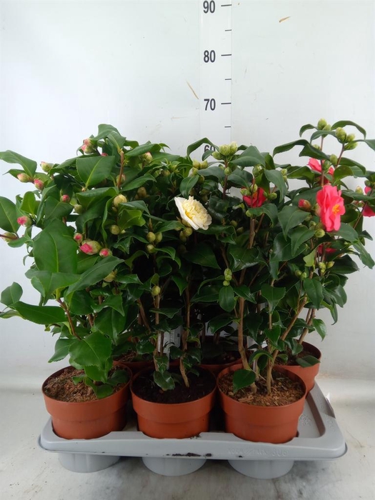 <h4>Camellia   ...mix 3</h4>