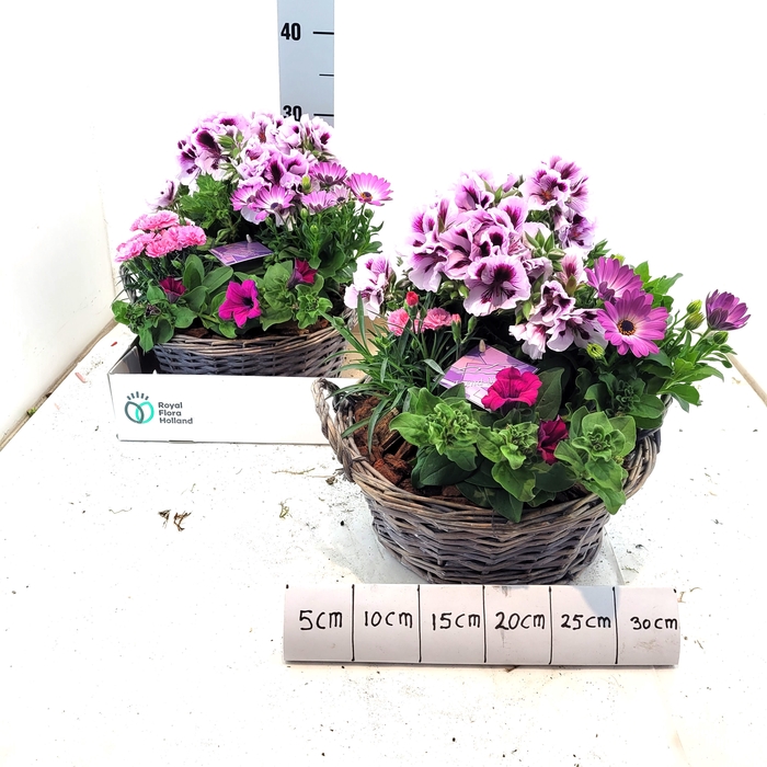<h4>ARR TUINPLANTEN</h4>