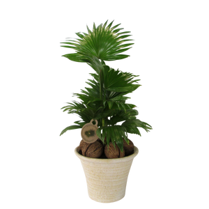 Livistona in hosta big cremé