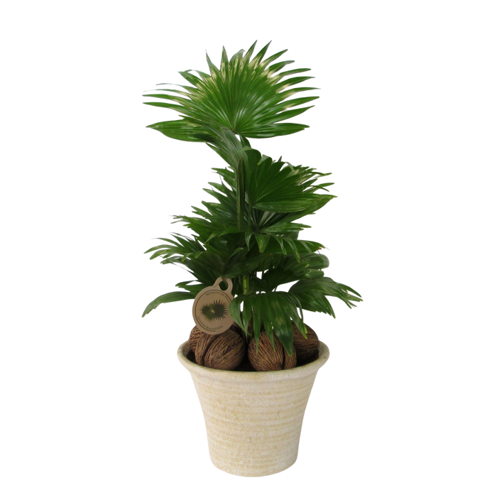 <h4>Livistona in hosta big cremé</h4>