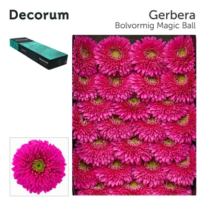 Gerbera Pomponi Magic Ball Doos