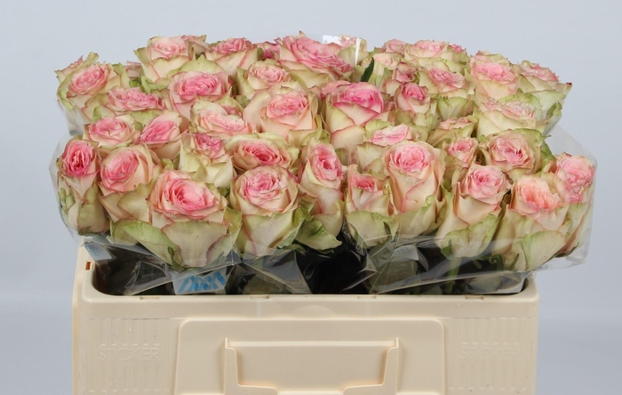 <h4>R GR ESPERANCE</h4>