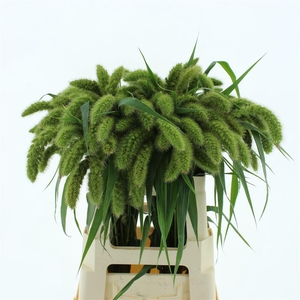 Setaria It Voll Melk