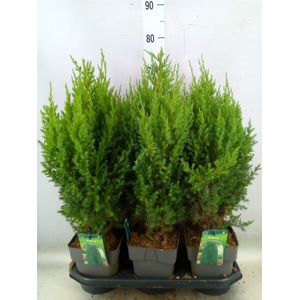 Juniperus chinensis 'Stricta'