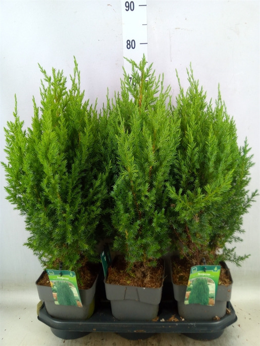 <h4>Juniperus chinensis 'Stricta'</h4>