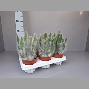 Opuntia