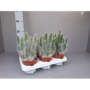 Opuntia