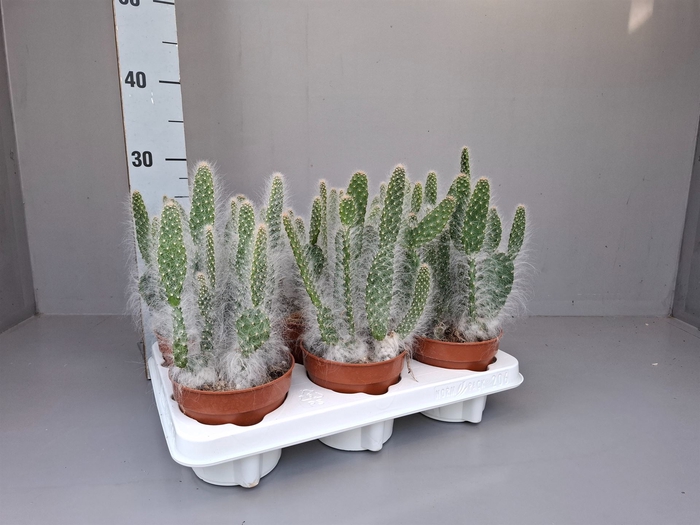 <h4>Opuntia</h4>