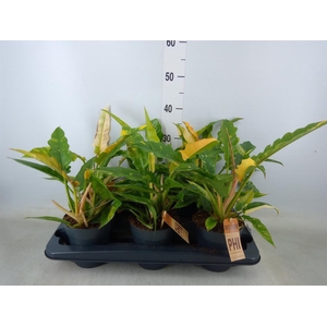 Philodendron  'Ring of Fire'