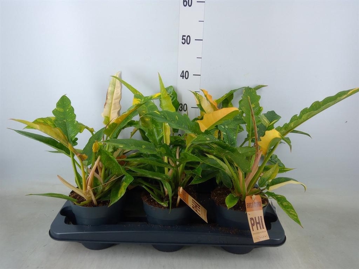 <h4>Philodendron  'Ring of Fire'</h4>