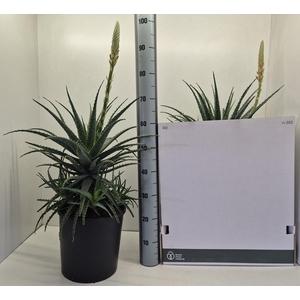 ALOE ARBORESCENS