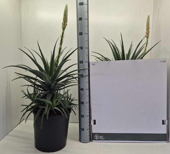 <h4>ALOE ARBORESCENS</h4>