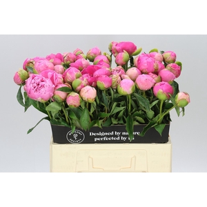 Paeonia Jacorma A2