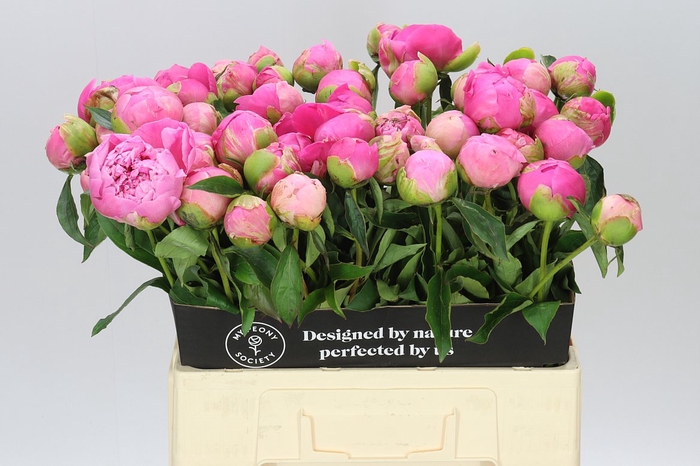 <h4>Paeonia Jacorma A2</h4>
