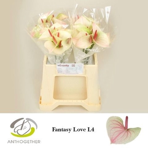 Anthurium andr. 'Fantasy Love'
