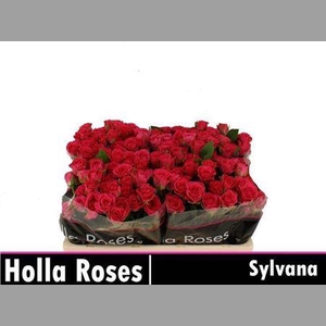 R Tr Sylvana
