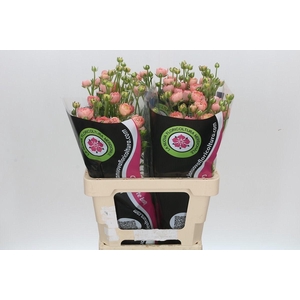 Ran Natura Moderna Riviera