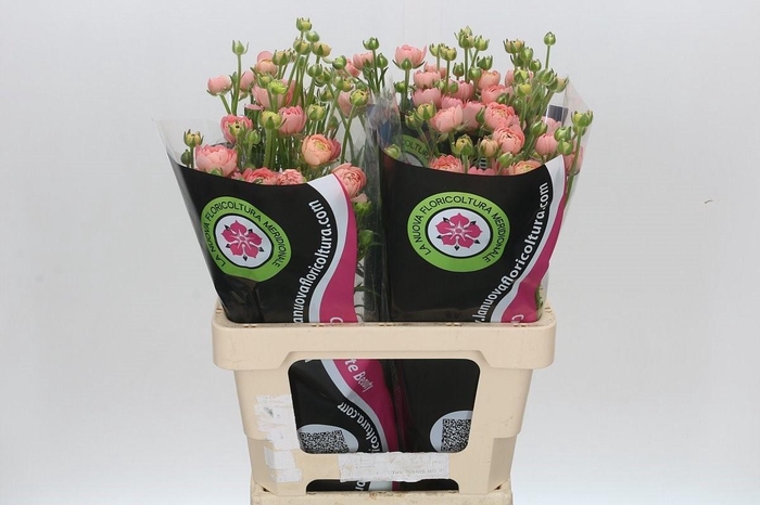 <h4>Ran Moderna Riviera</h4>