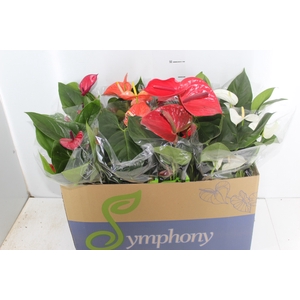 ANTHURIUM VARIADO P15