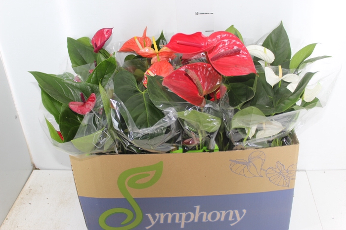 ANTHURIUM VARIADO P15