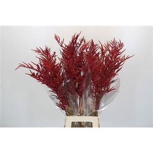 Bromelia Red Paloma
