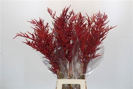 <h4>Bromelia Red Paloma</h4>