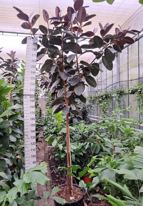 <h4>Ficus Elastica Abidjan stam 330</h4>