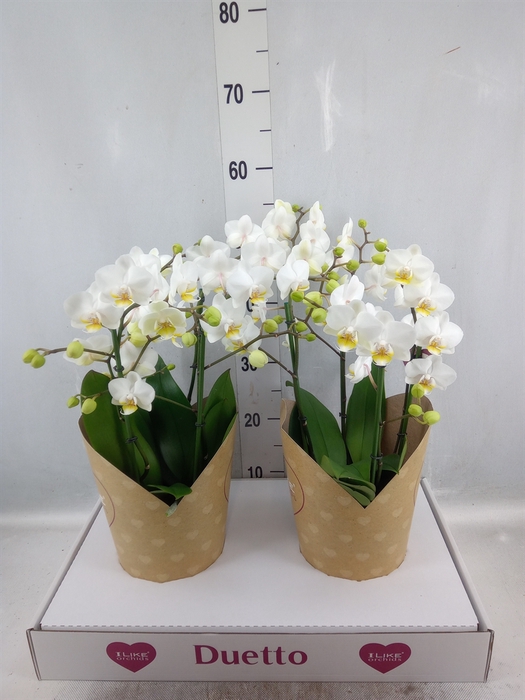 <h4>Phalaenopsis multi. 'FC French Blo'</h4>