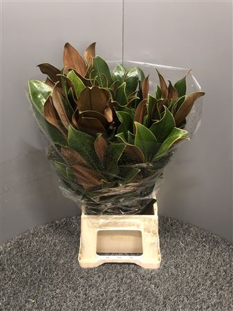 <h4>Magnolia Grandiflora</h4>