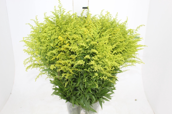 <h4>TANGO MAÇO</h4>