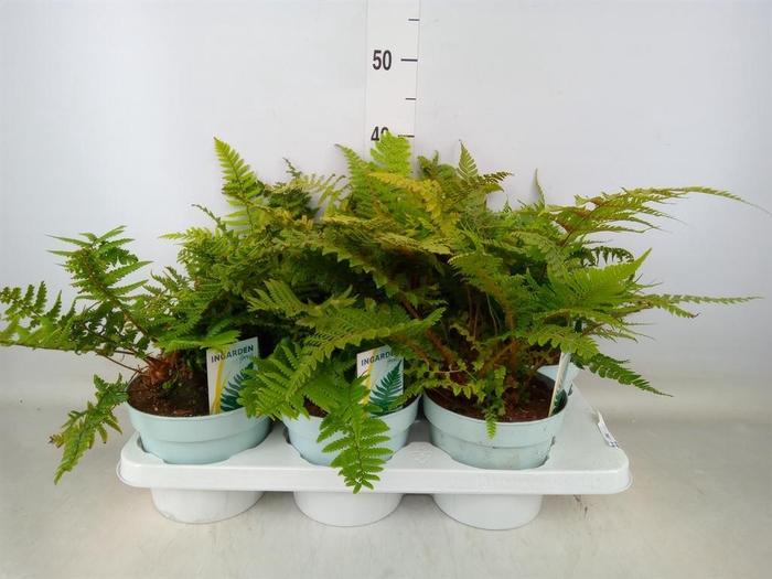 <h4>Ferns   ...mix</h4>