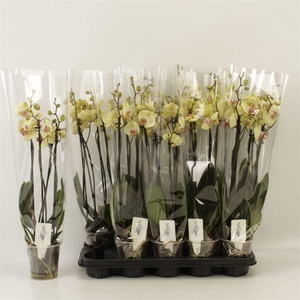 PHAL DESERT BREEZE