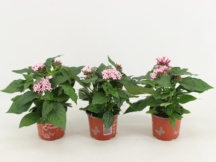 <h4>Pentas Graffiti Lavender</h4>