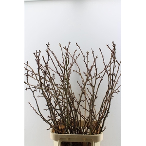Prunus X Serrulata