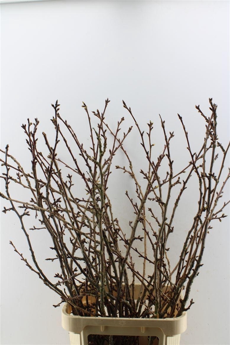 <h4>Prunus X Serrulata</h4>