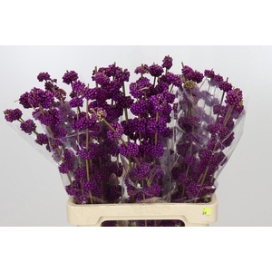 Callicarpa Bodinieri Var Giraldii