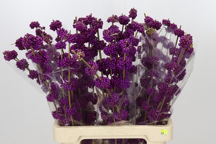 <h4>Callicarpa Bodinieri Var Giraldii</h4>