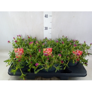 Delosperma coop. 'JewDesert'  ..mix