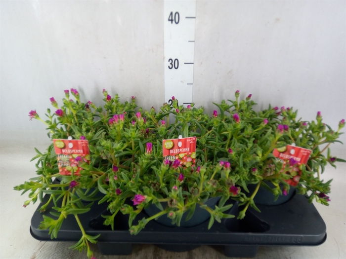 <h4>Delosperma coop. 'JewDesert'  ..mix</h4>