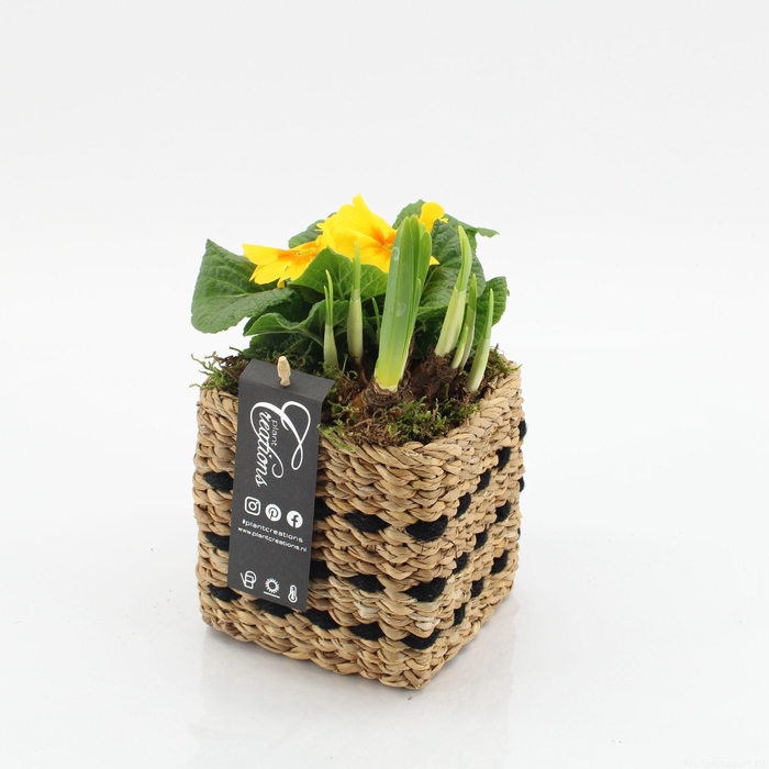 <h4>PMCR-2605 Primula creations</h4>