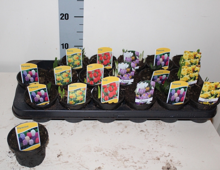 <h4>BOLBLOEMEN GEM</h4>