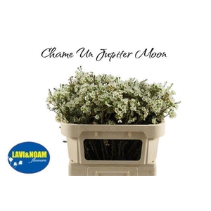 CHAME UN JUPITE MOON