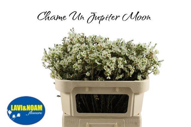 <h4>CHAME UN JUPITE MOON</h4>