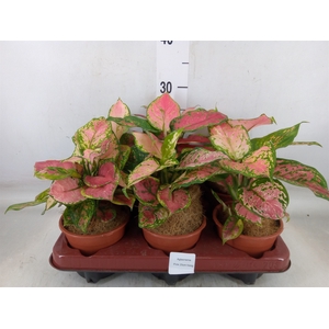 Aglaonema   ...